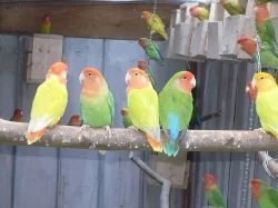 agapornis růžohrdlý- letošní mladí