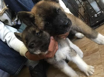 Prodám Shiba štěňata