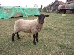 Prodám ovečku na chov