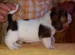 Basset Hound
