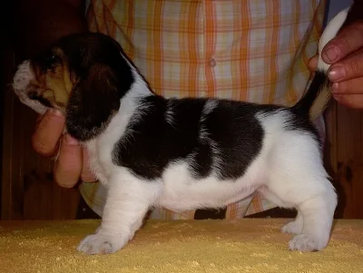 Basset Hound