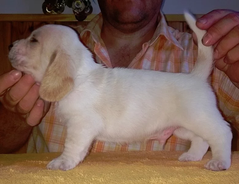 Basset Hound