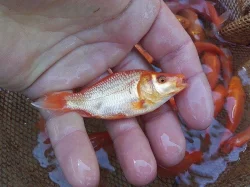 Zlatý kapr Koi 5-8cm