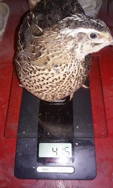 Násadová vejce křepelek.