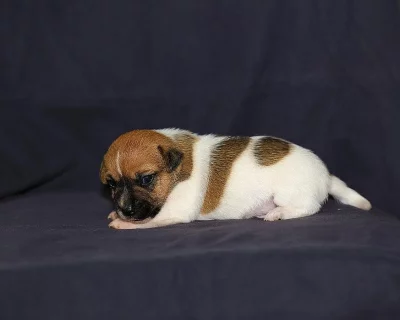 Jack russell teriér - štěnátka