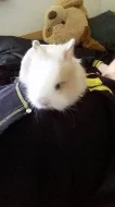 Teddy