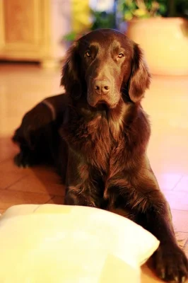 Flat coated retriever