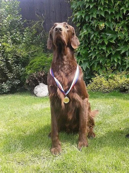 Flat coated retriever