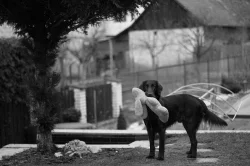 Flat coated retriever