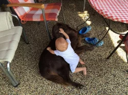 Flat coated retriever