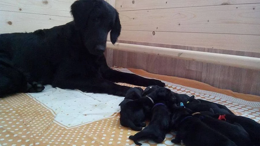 Štěňata flat coated retriever s PP