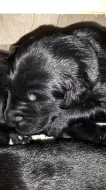 Štěňata flat coated retriever s PP