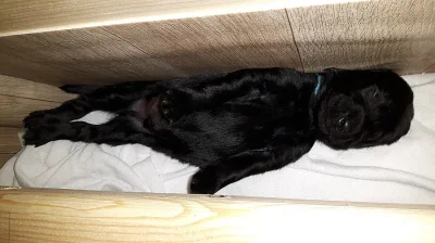 Štěňata flat coated retriever s PP