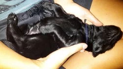 Štěňata flat coated retriever s PP