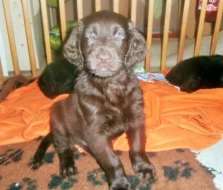 Flat coated retriever hněda s PP