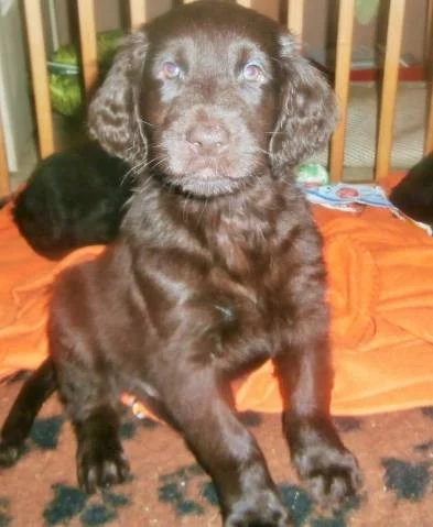 Flat coated retriever hněda s PP