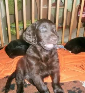 Flat coated retriever hněda s PP
