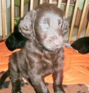 Flat coated retriever hněda s PP