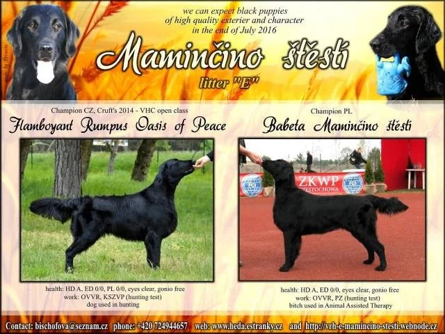 Flat Coated retriever - černá štěňata s PP