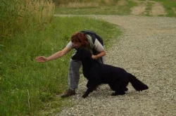 Flat Coated retriever - černá štěňata s PP