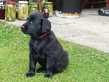 Flat Coated Retriever na prodej s PP
