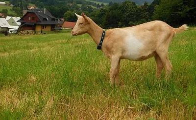 Kozenka na chov