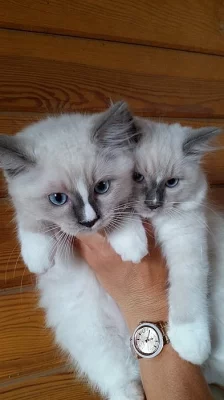 Ragdoll koťata
