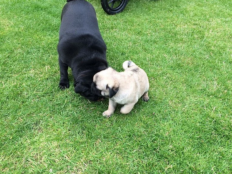 mops štěňata s pp