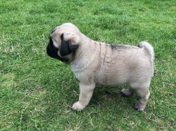 mops štěňata s pp