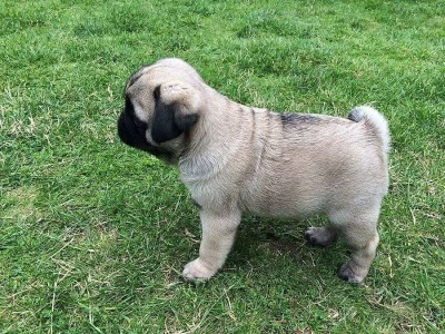 mops štěňata s pp