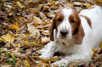 Welsh Springer Spaniel