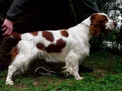 Welsh Springer Spaniel