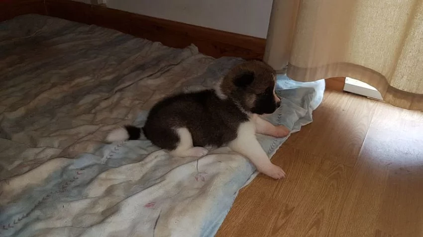 Prodám Shiba štěňata