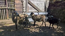 Ovečka