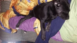 Daruji milou fenečku křížence.