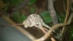 Prodam adultni par Trioceros Jacksonii merumontanus