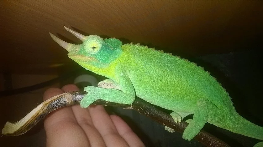 Prodam adultni par Trioceros Jacksonii merumontanus