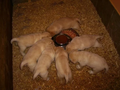Labradorský retriever žlutá štěňata s PP - Labrador