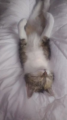 Smokey a Muffinka