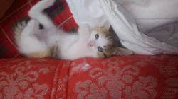 Smokey a Muffinka