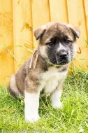 Prodám Shiba štěňata