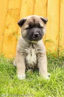 Prodám Shiba štěňata