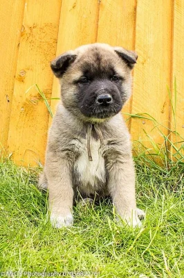 Prodám Shiba štěňata