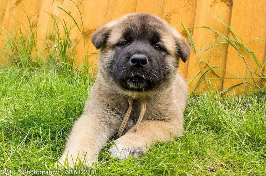 Prodám Shiba štěňata