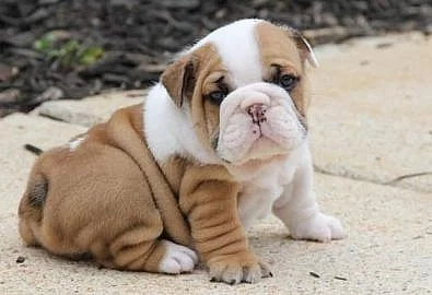 Anglický buldok s PP, Buldok, Bulldog, English Bulldog