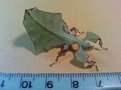 phyllium giganteum