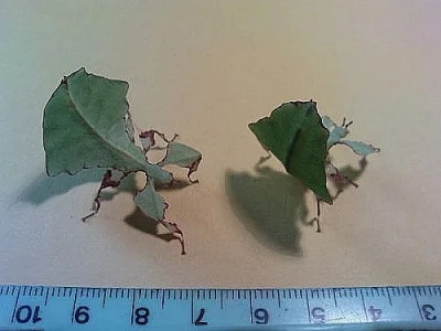 phyllium giganteum