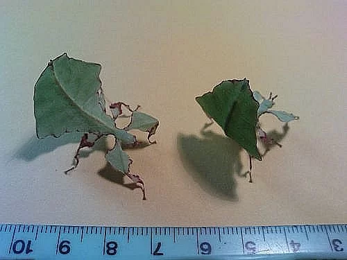 phyllium giganteum