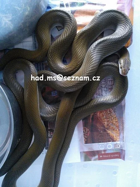 Lamprophis olivaceus , Lamprophis olivaceus Black Niger