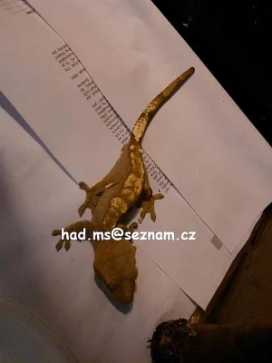 rhacodactylus ciliatus harlequin samec